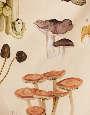 Mushroom Tapestry in Light